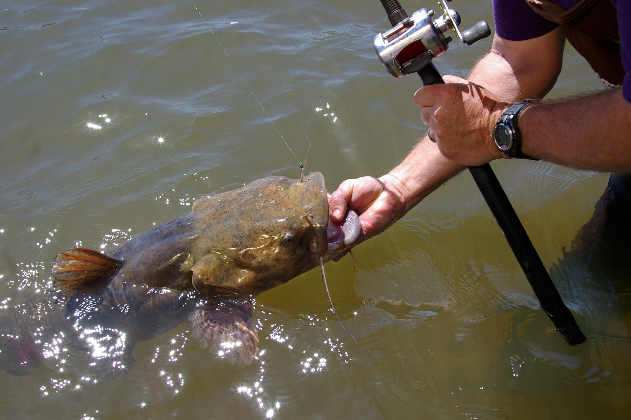 Flathead Catfish 037