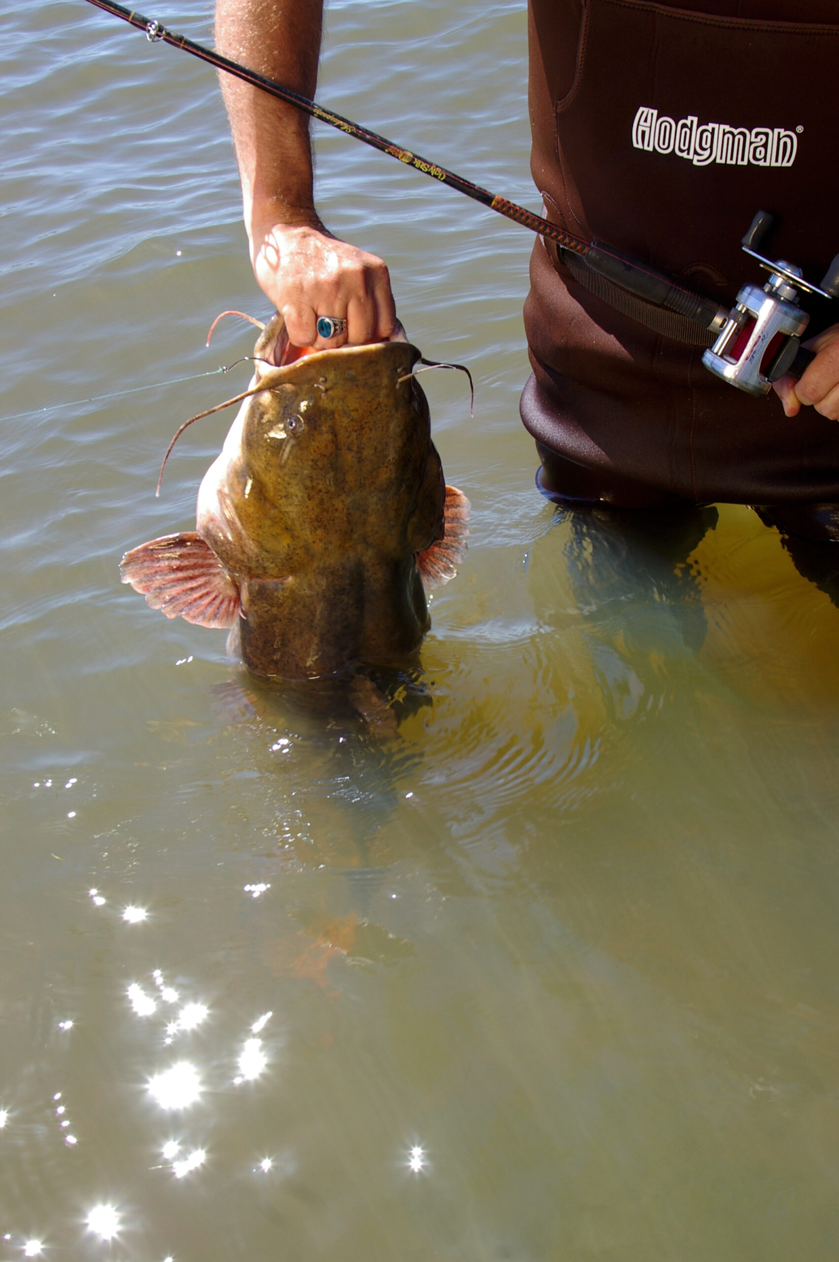 Flathead Catfish 038