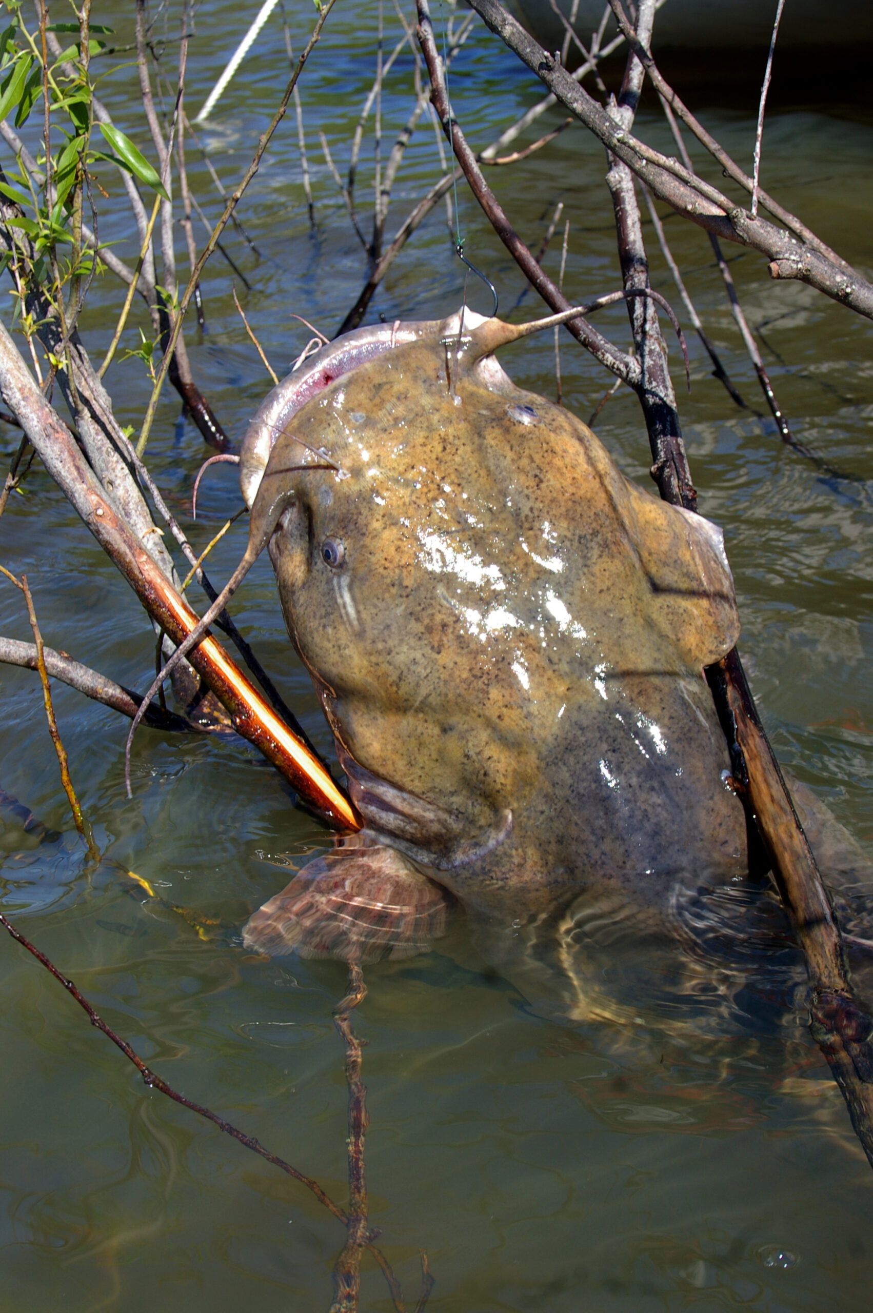 Flathead Catfish 039