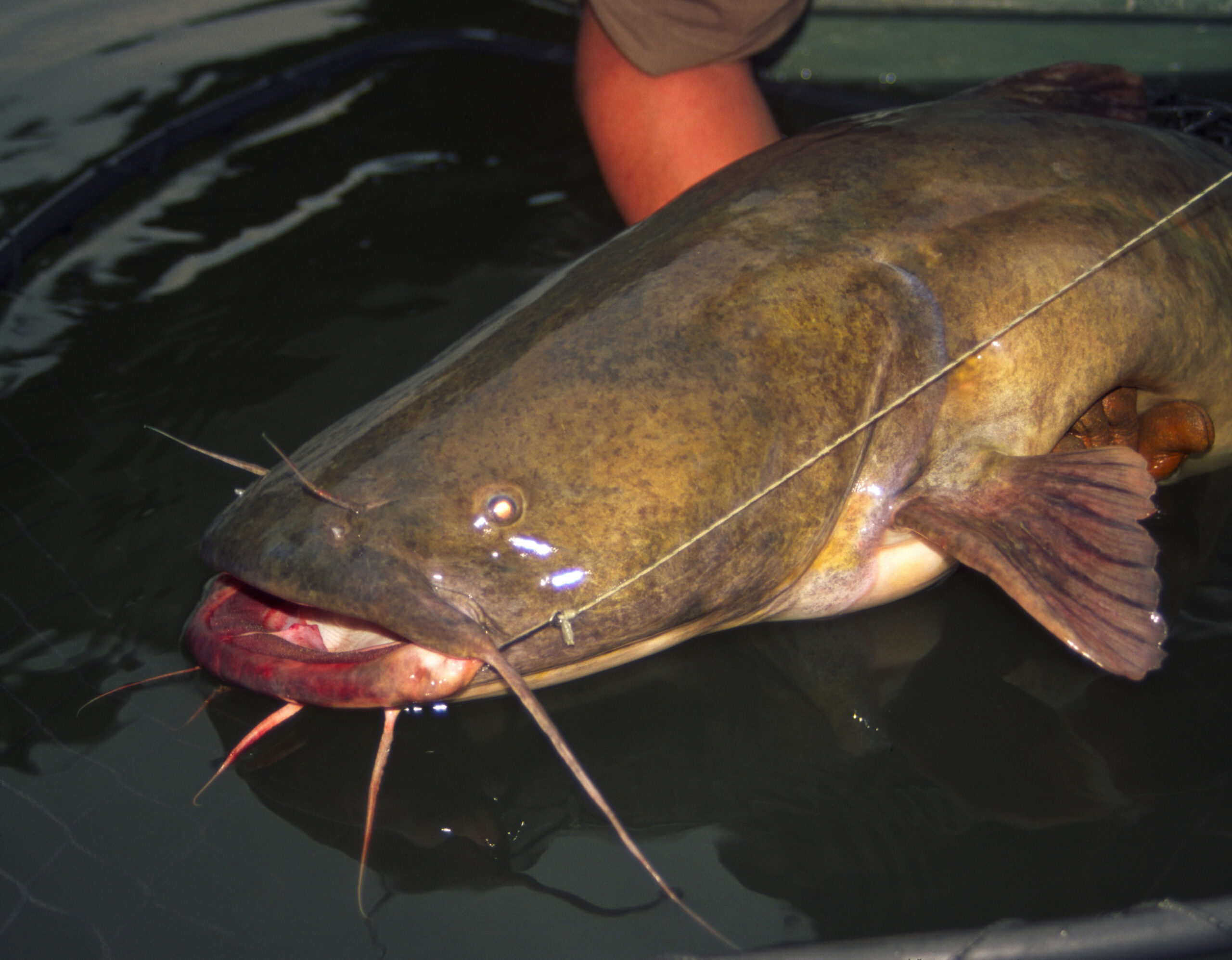 Flathead Catfish 040