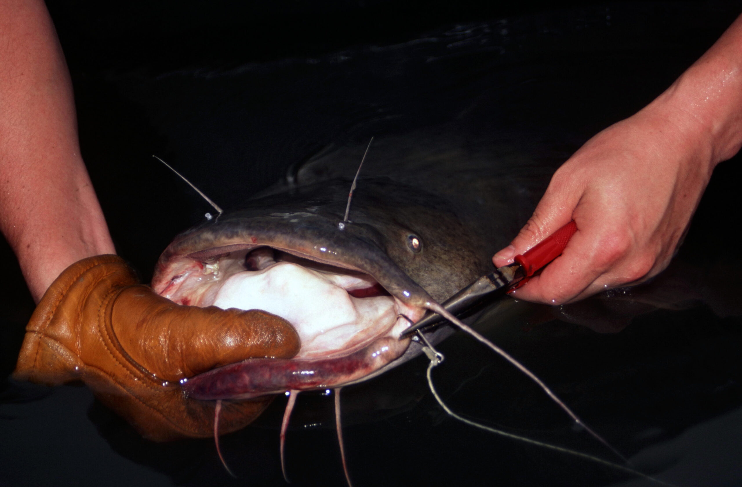 Flathead Catfish 042