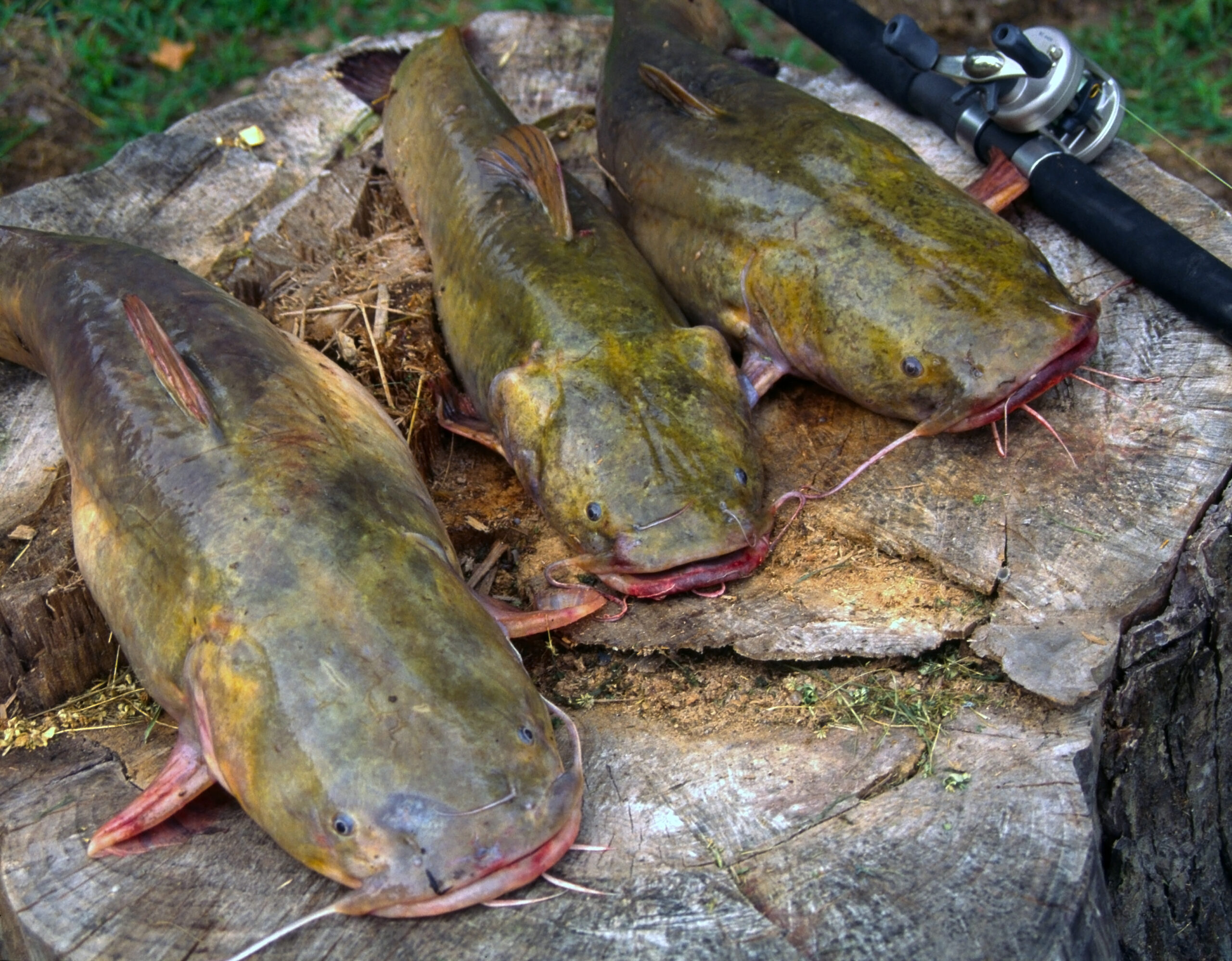 Flathead Catfish 043