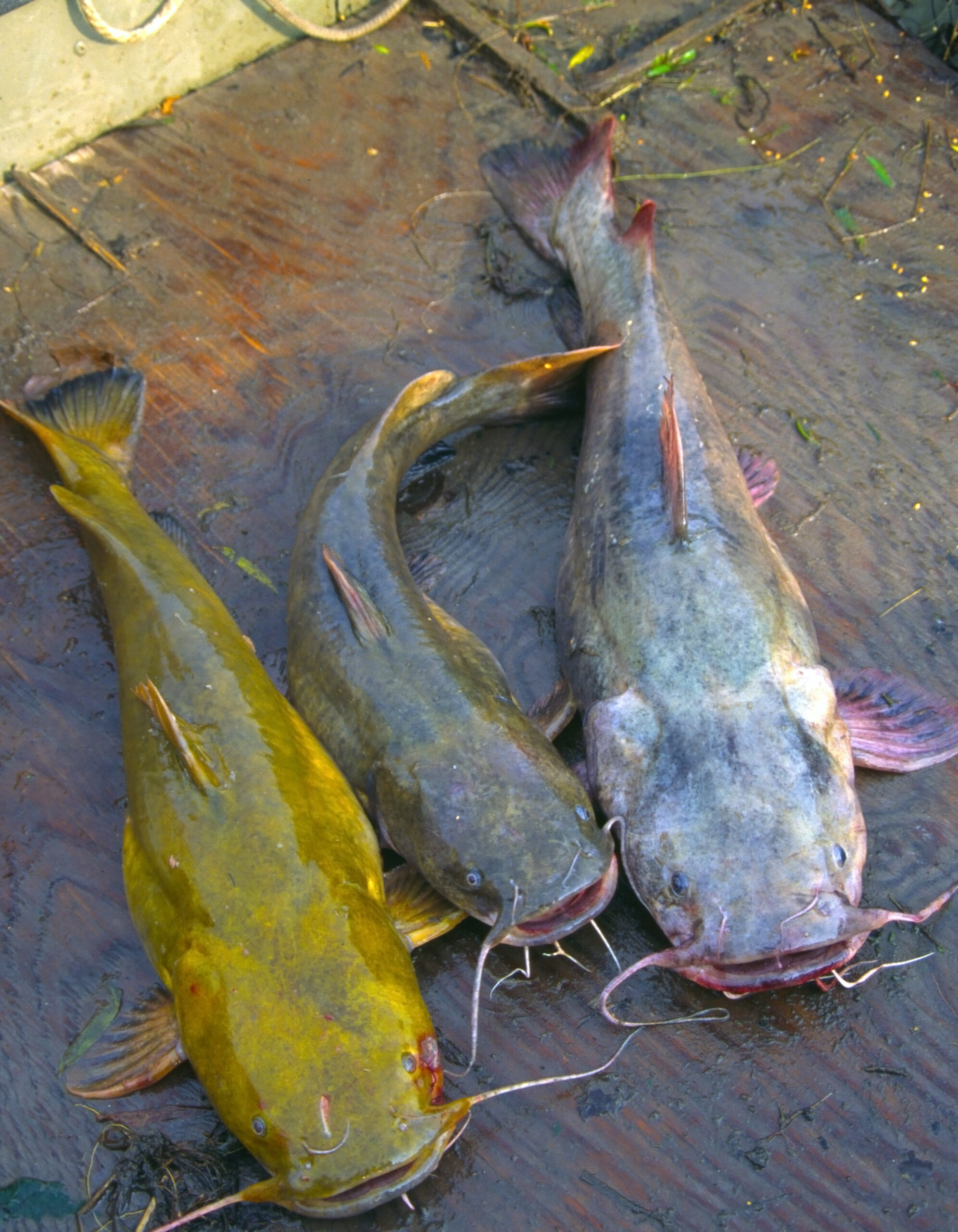 Flathead Catfish 044