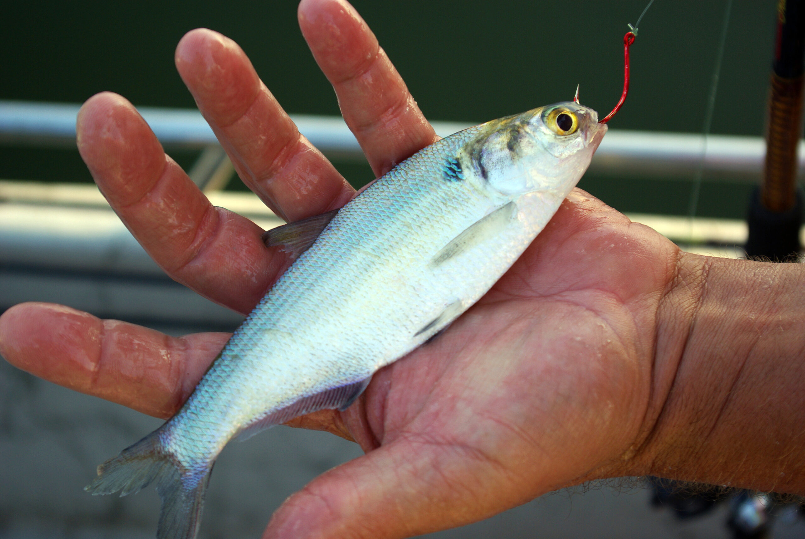 Flathead Catfish 047