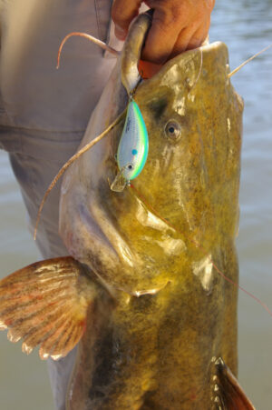 Flathead Catfish 048