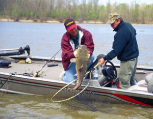 Flathead Catfish 055