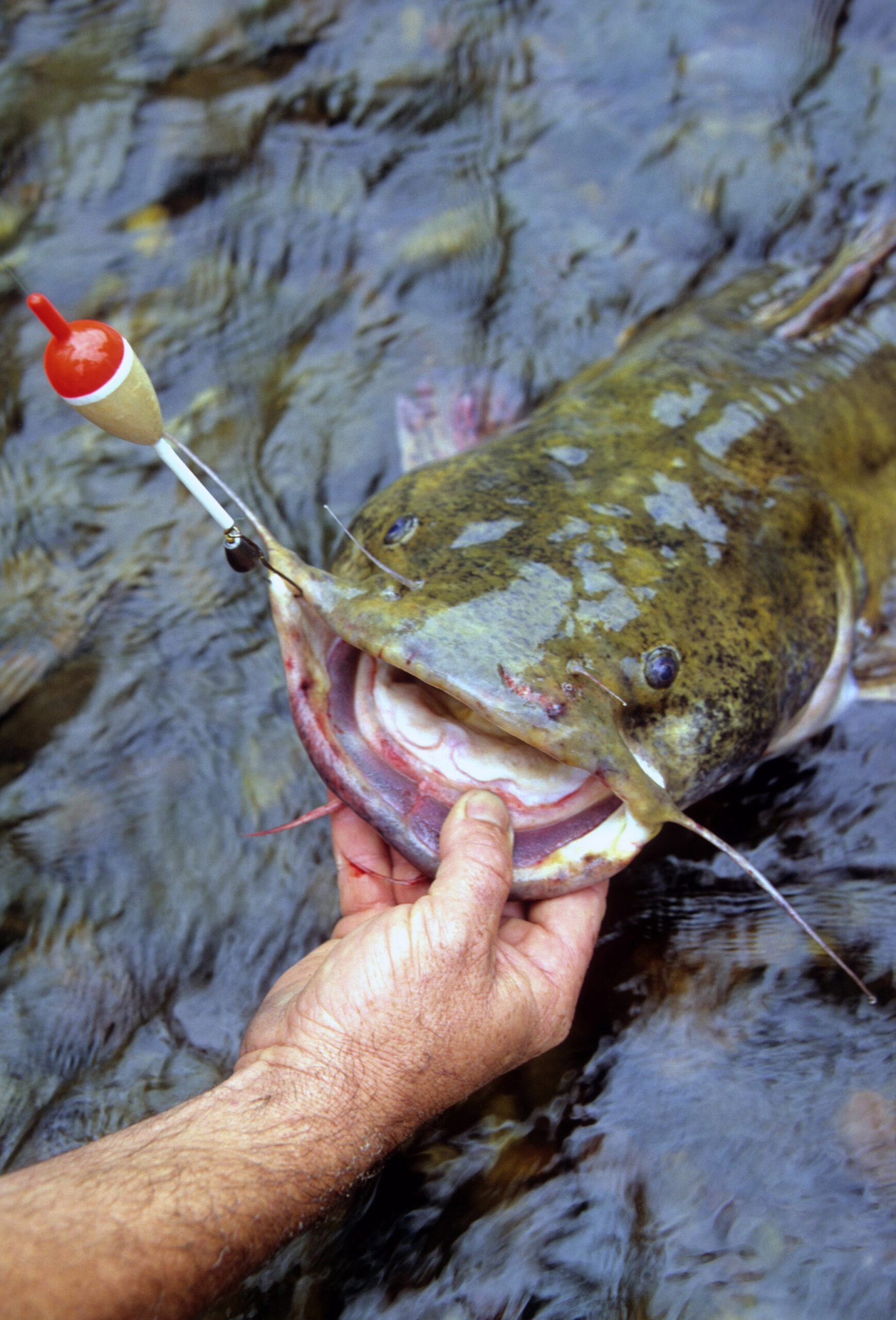 Flathead Catfish 067