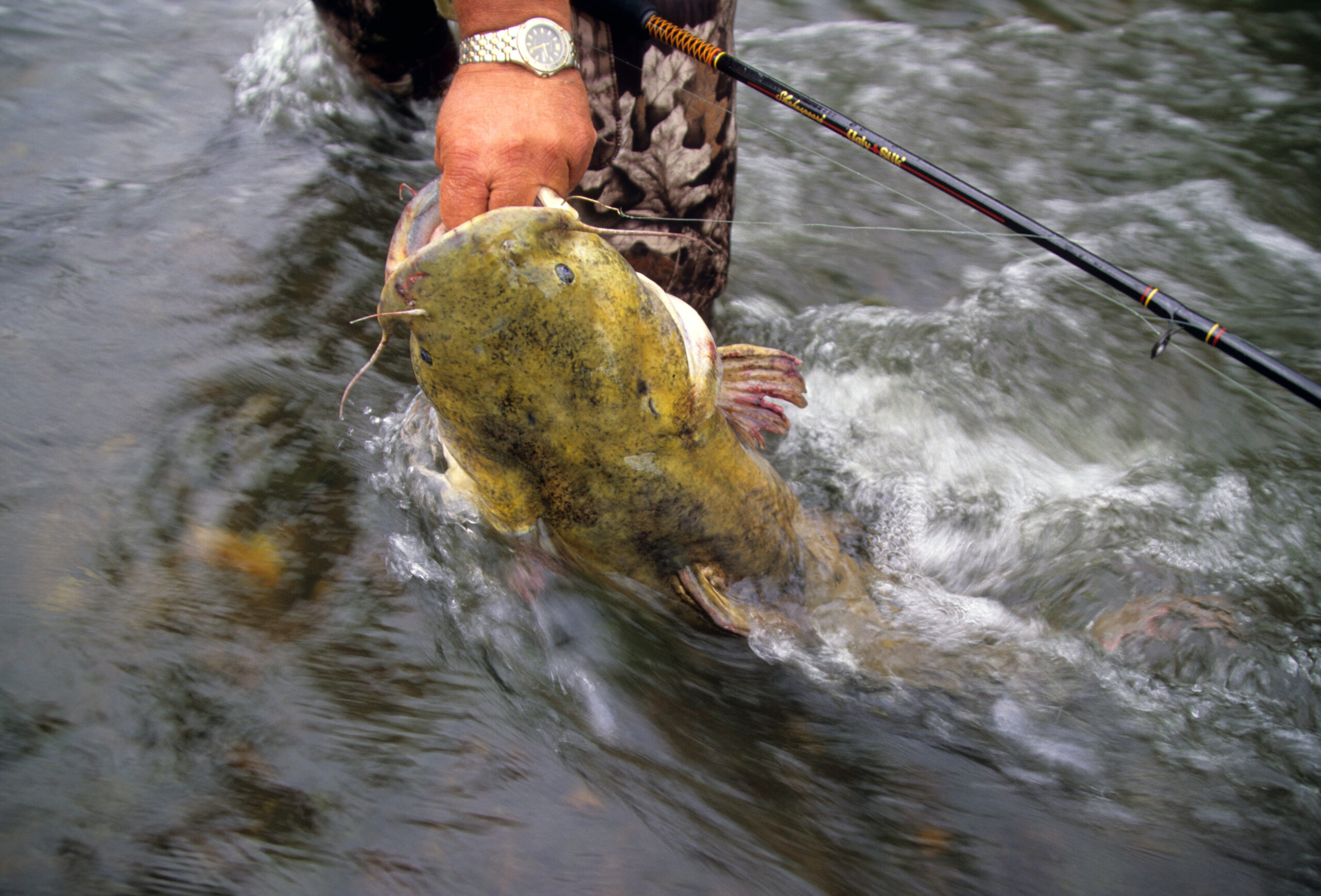 Flathead Catfish 068