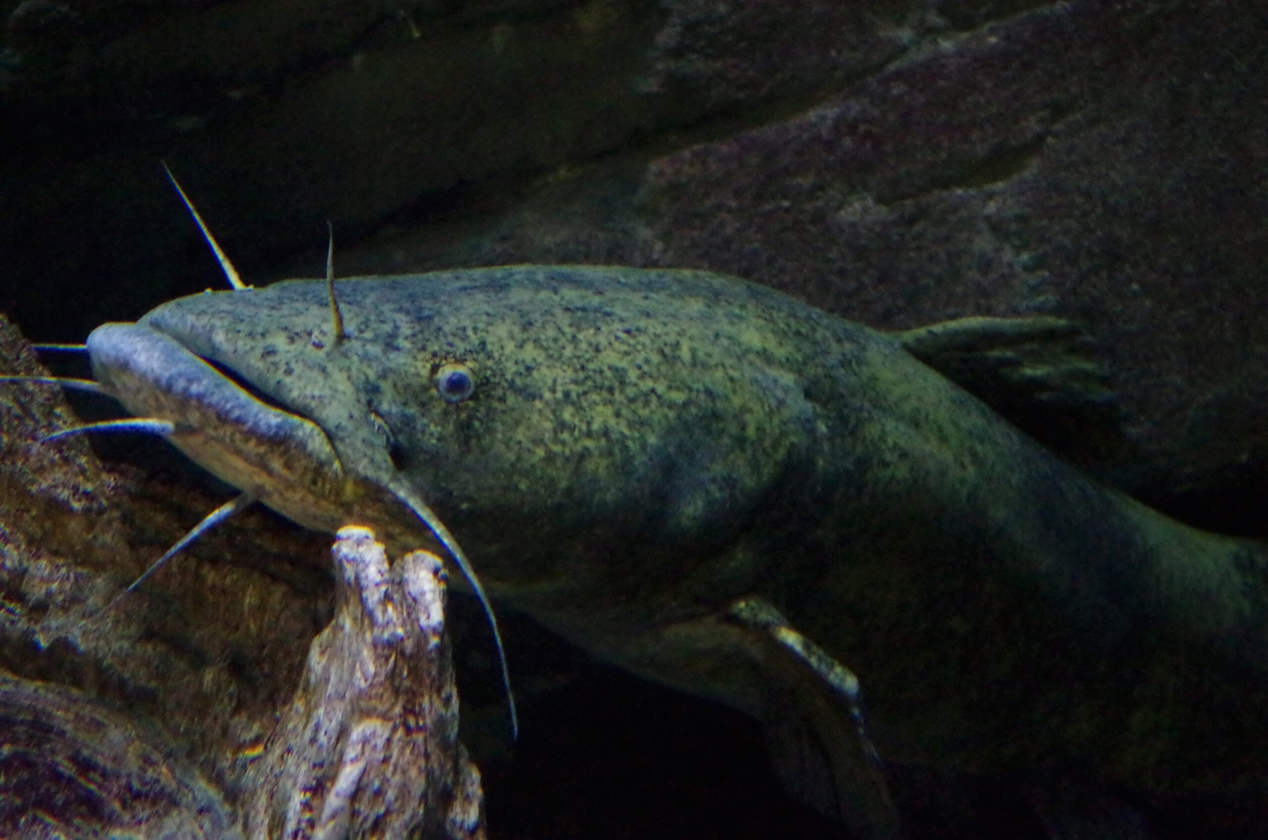 Flathead Catfish 070