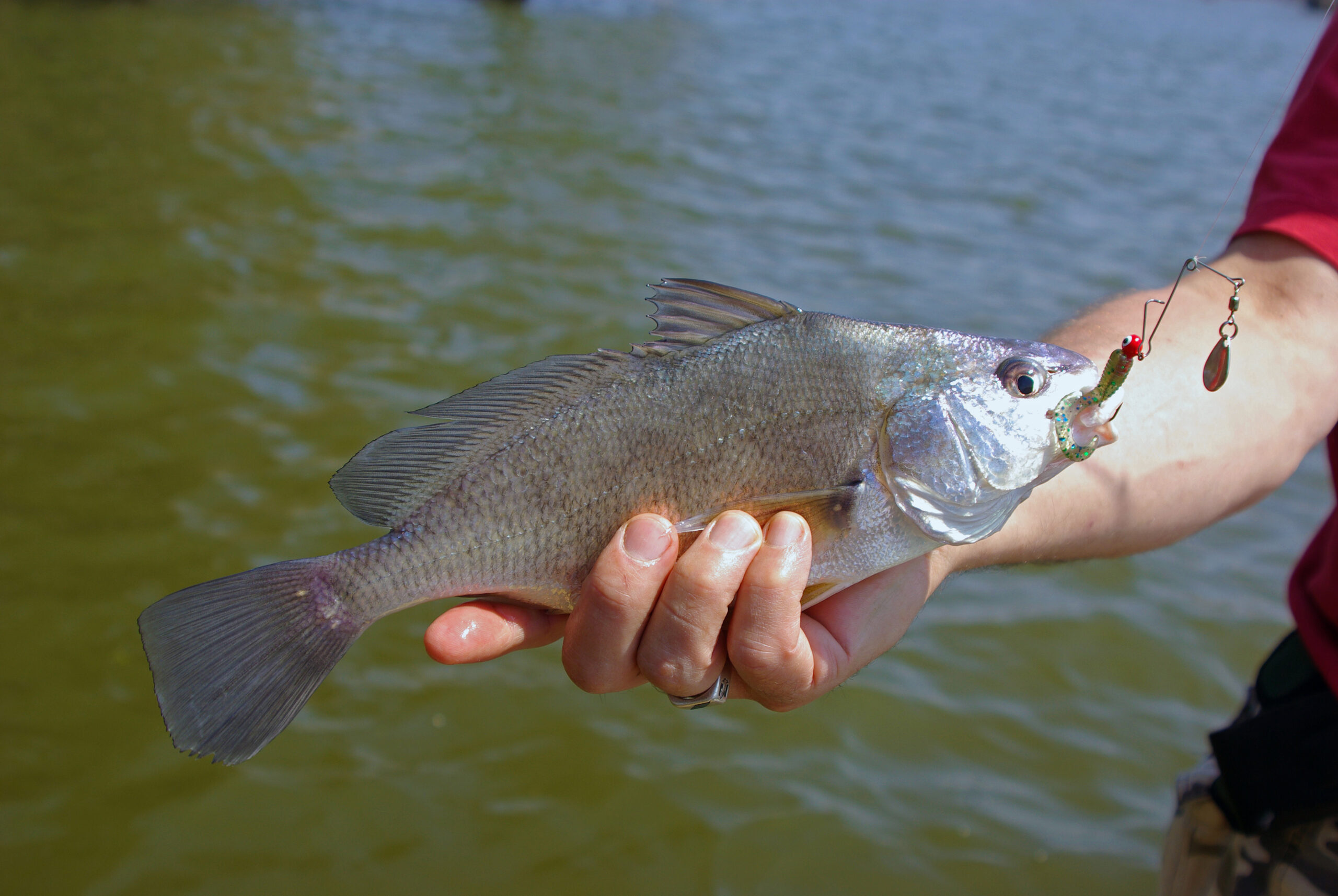 Freshwater Drum On Spinner