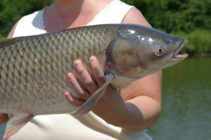 Grass Carp 001