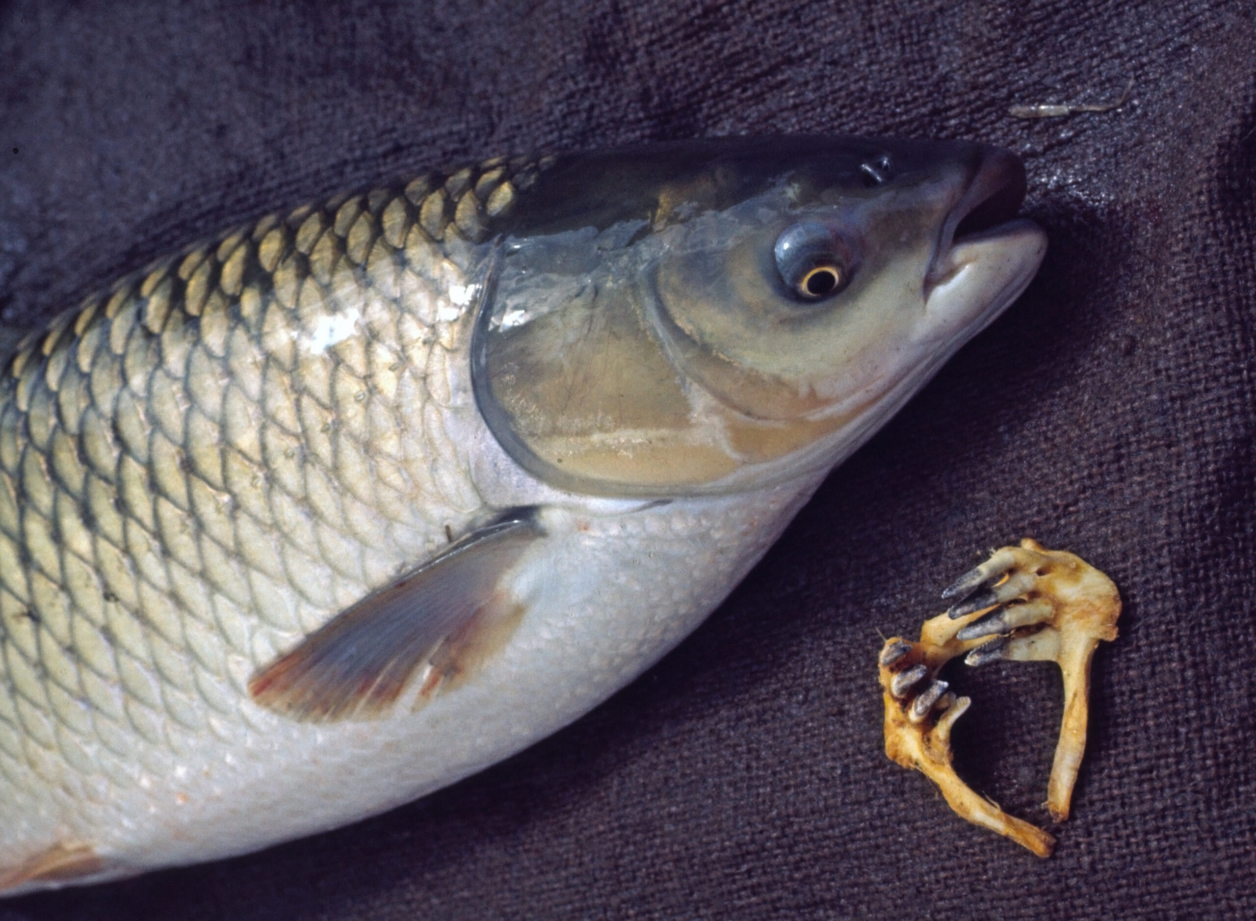 Grass Carp Showing Throat Teeth