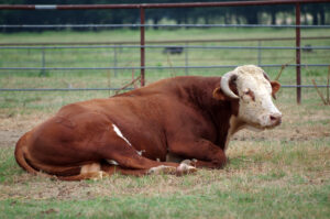 Hereford Bull Near Prescott 08 21 14 002