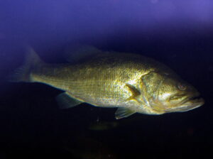 Largemouth Bass 049