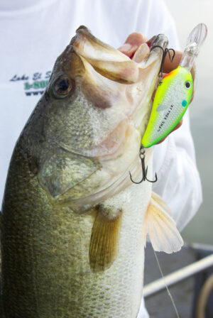 Largemouth Bass 062