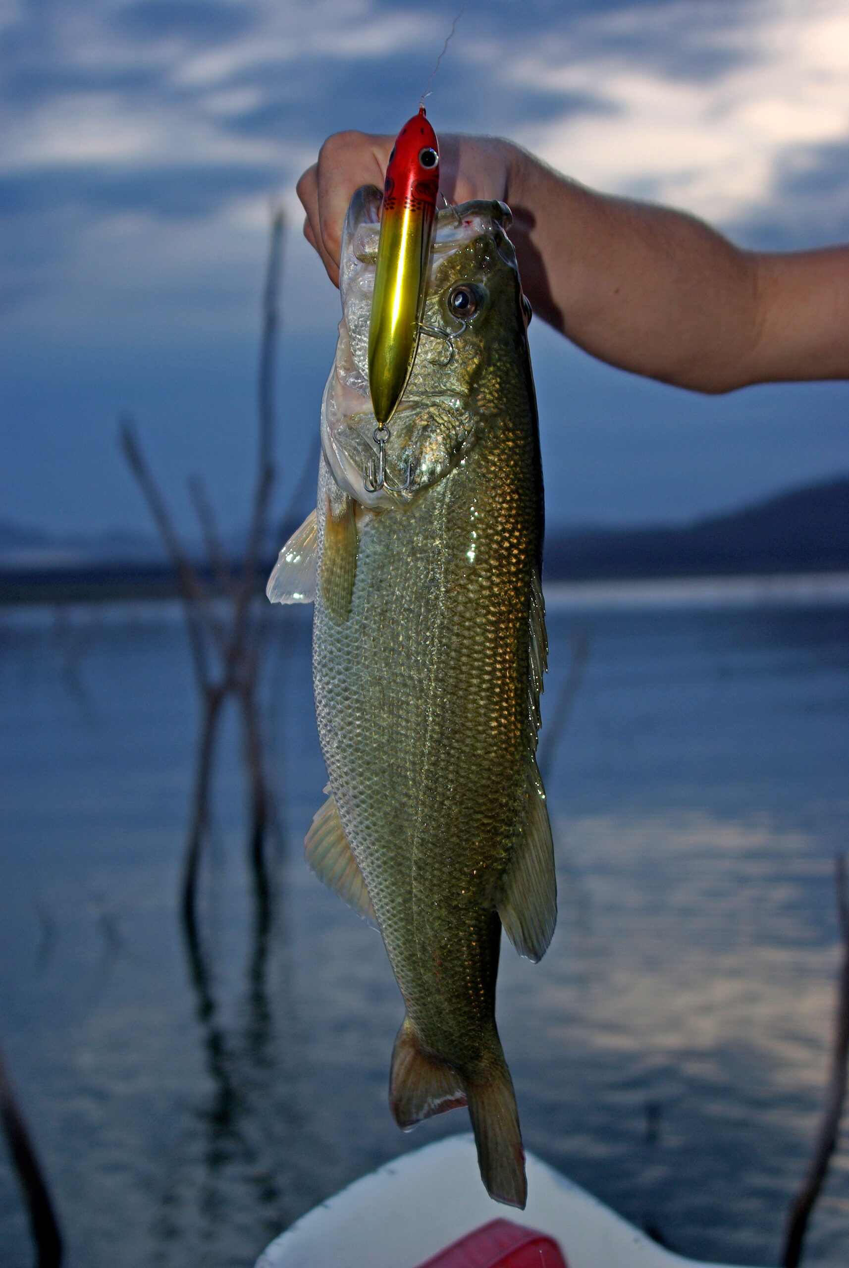 Largemouth Bass 065