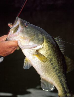 Largemouth Bass 128