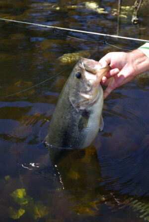 Largemouth Bass 130