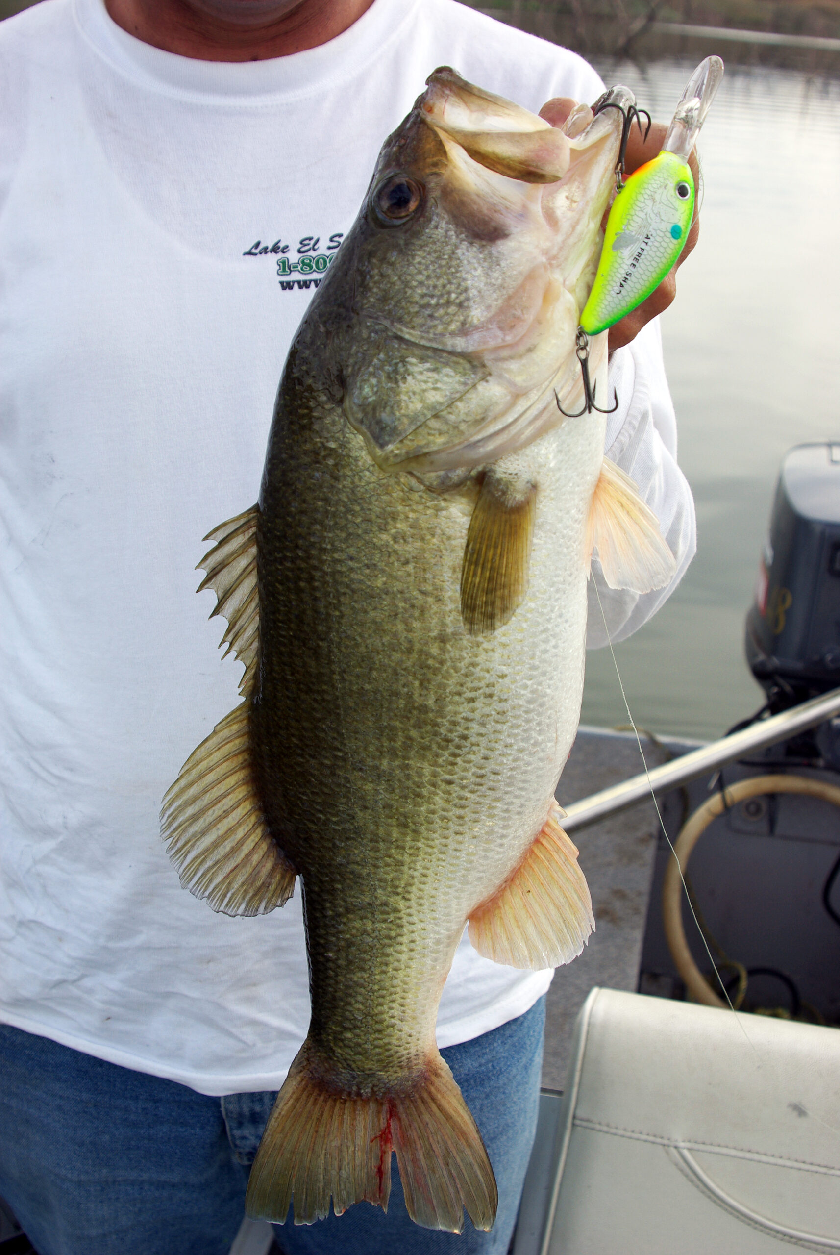 Largemouth Bass 133