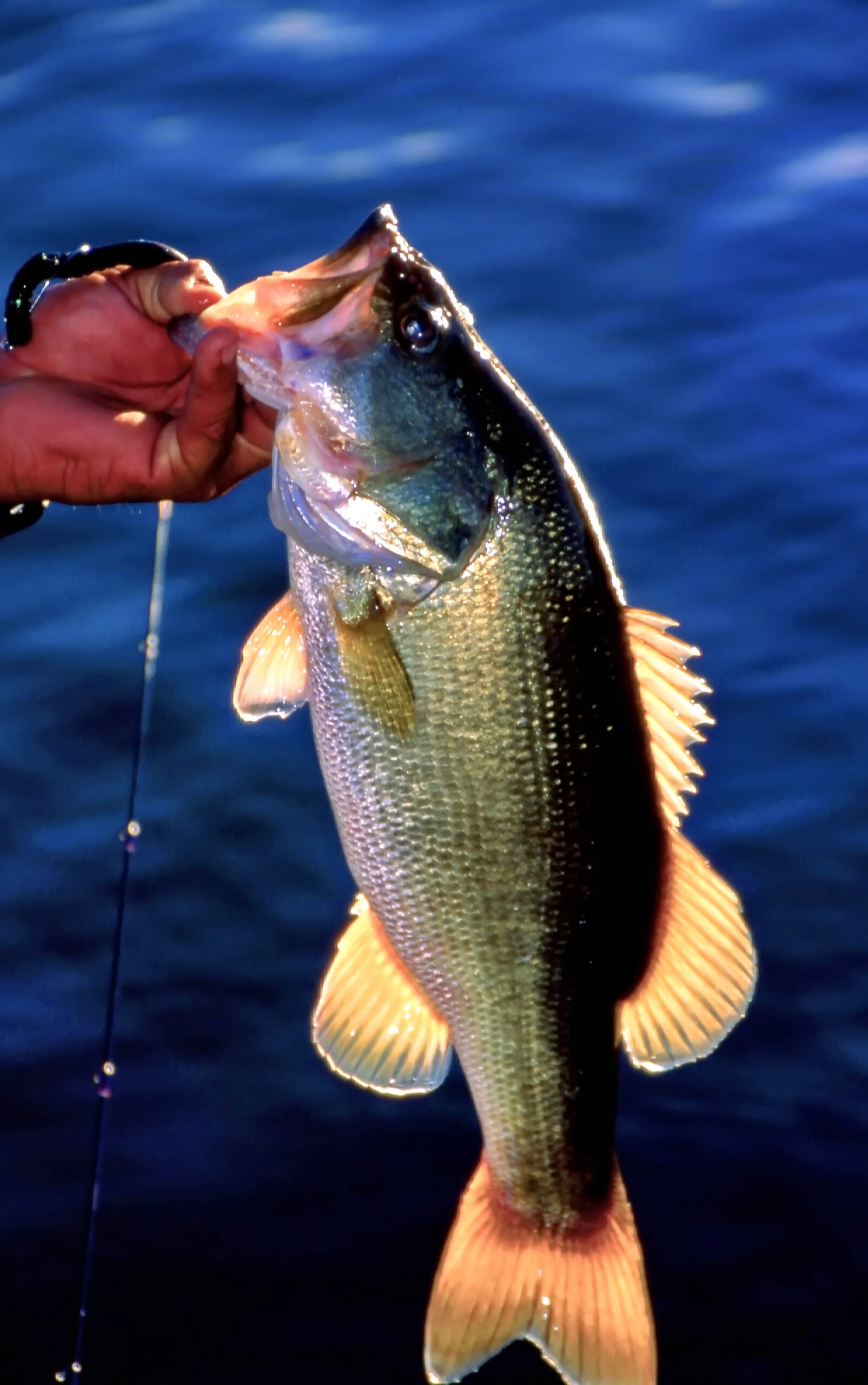 Largemouth Bass 143