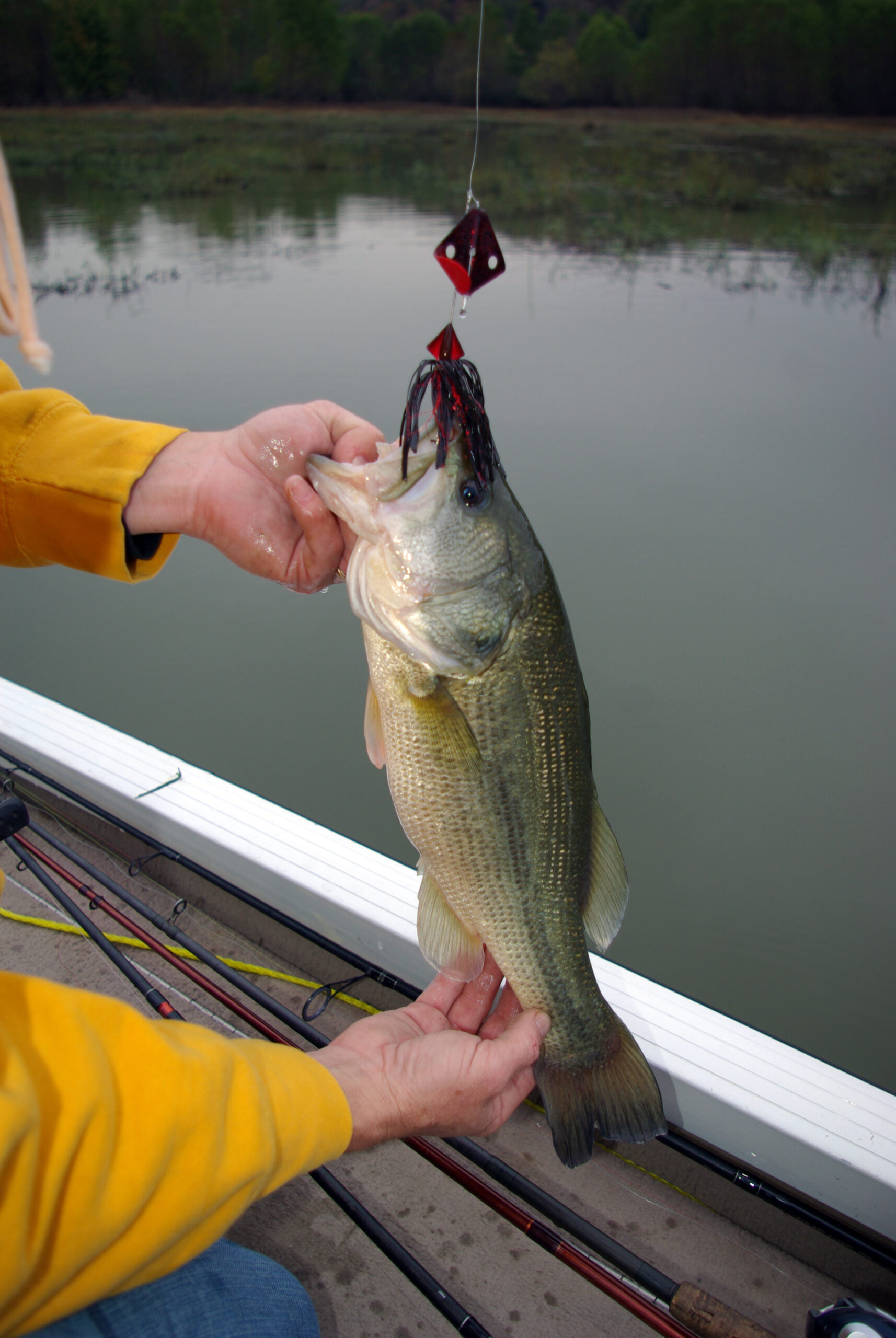 Largemouth Bass 148