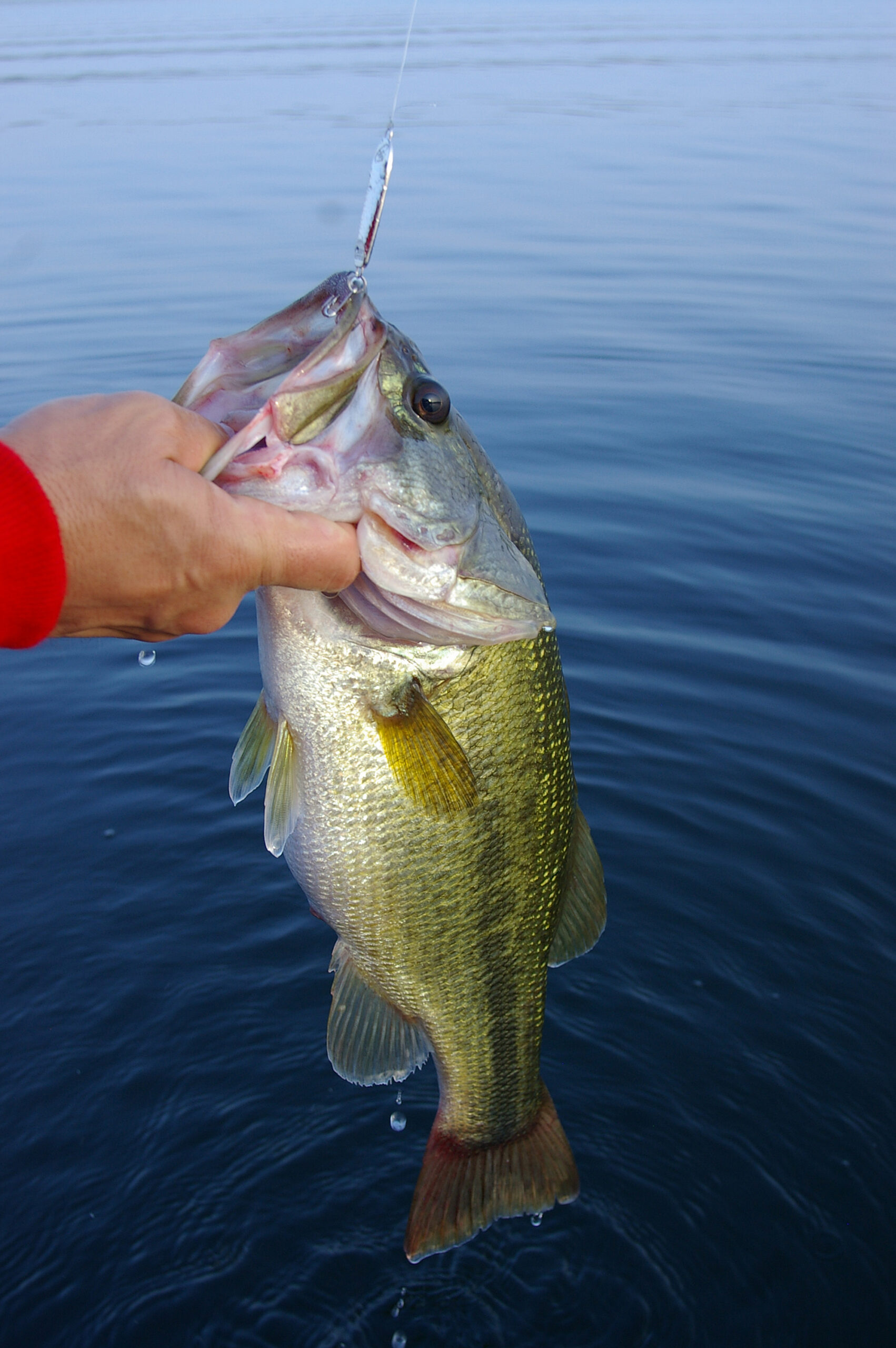 Largemouth Bass 150