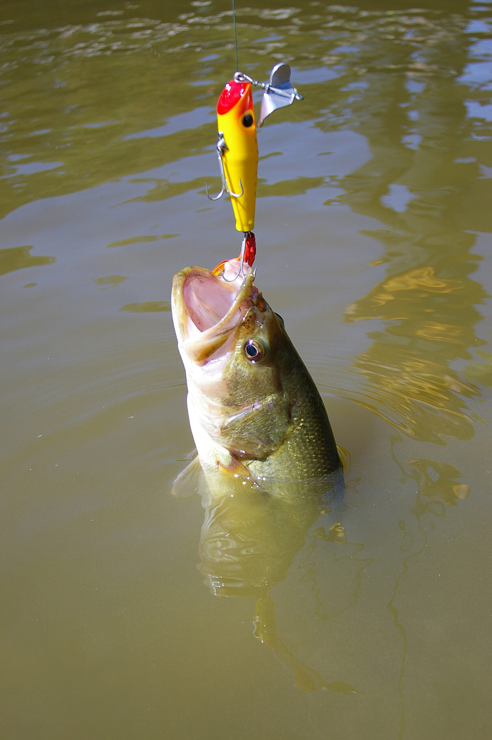 Largemouth Bass 151