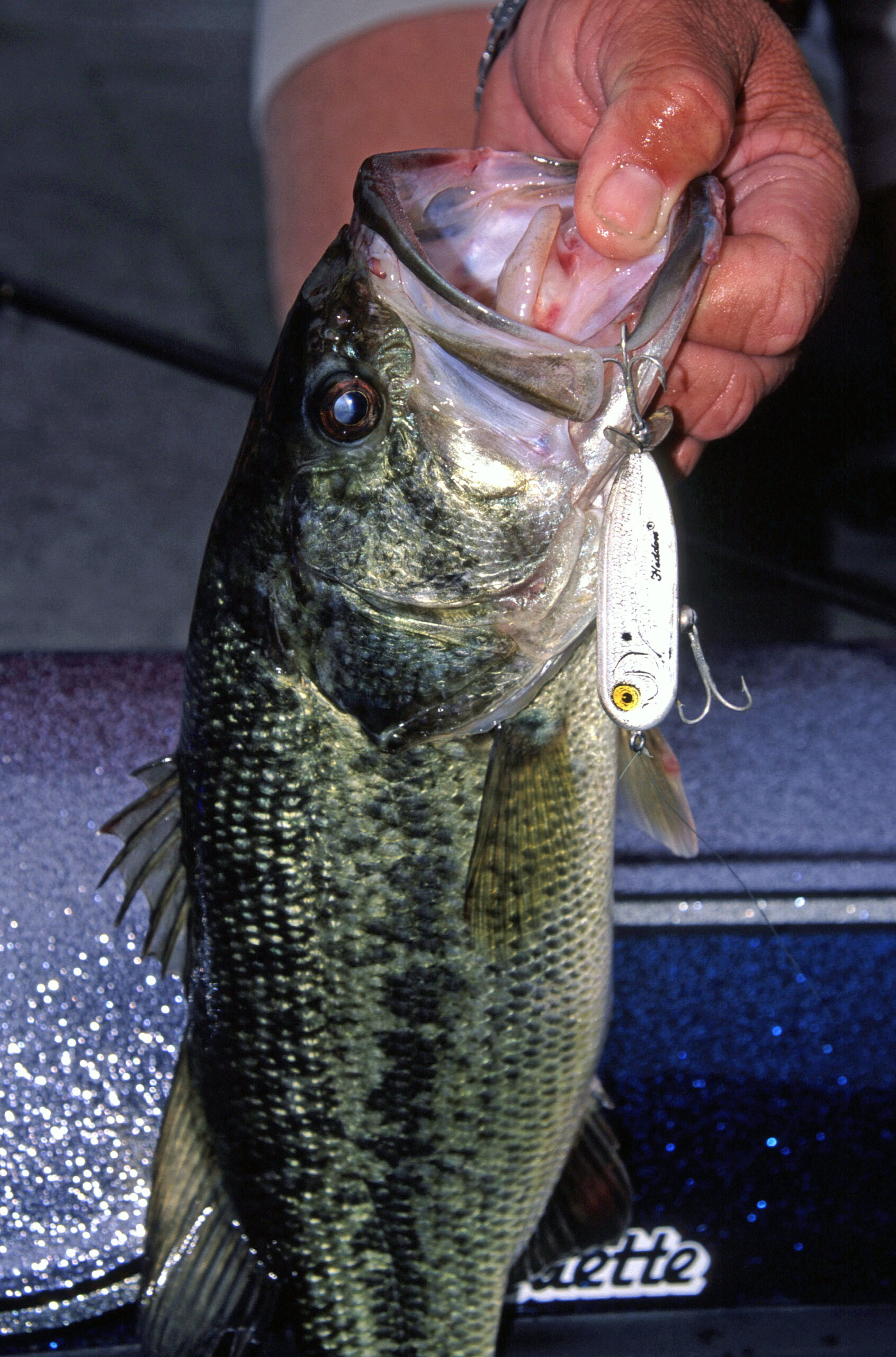 Largemouth Bass 157