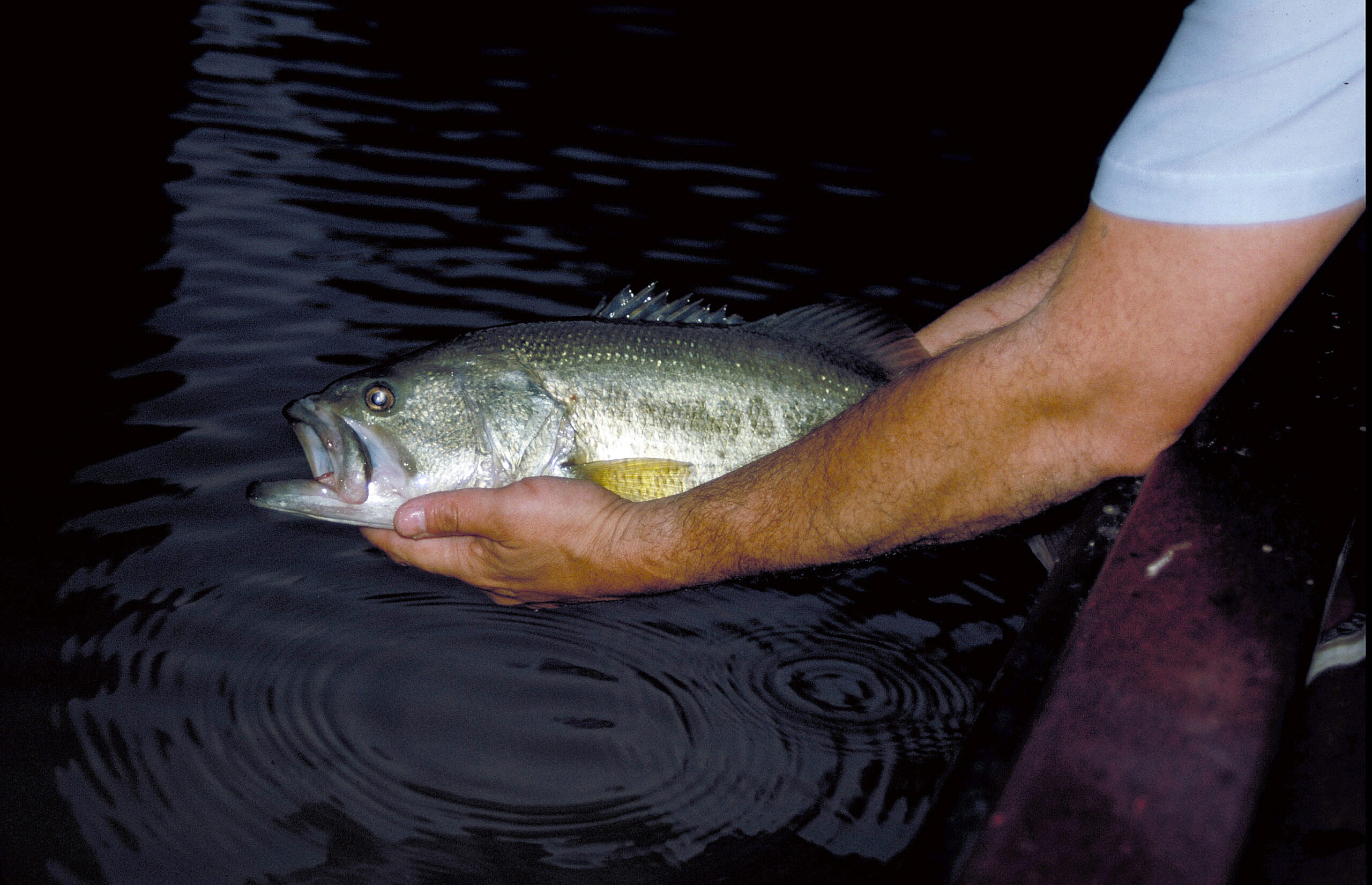 Largemouth Bass 162