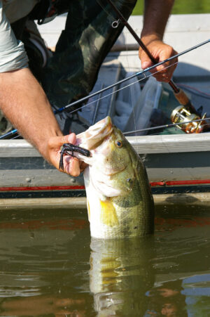 Largemouth Bass 168