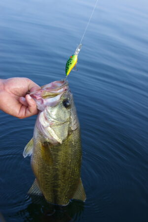 Largemouth Bass 172