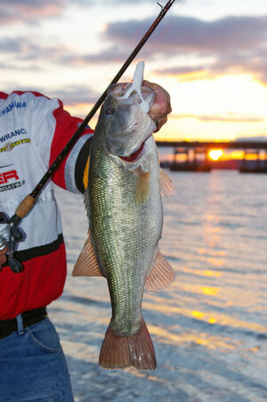 Largemouth Bass 175