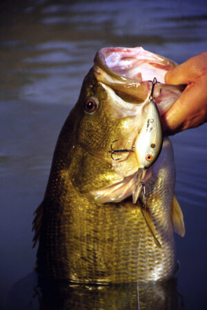 Largemouth Bass 205