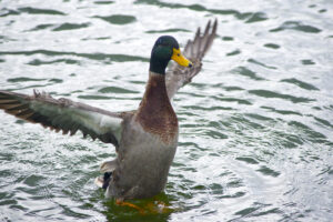 Mallard Morton L Lakeland Fl 10 04 16 003