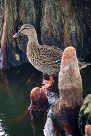 Mallard Morton L Lakeland Fl 10 04 16 010