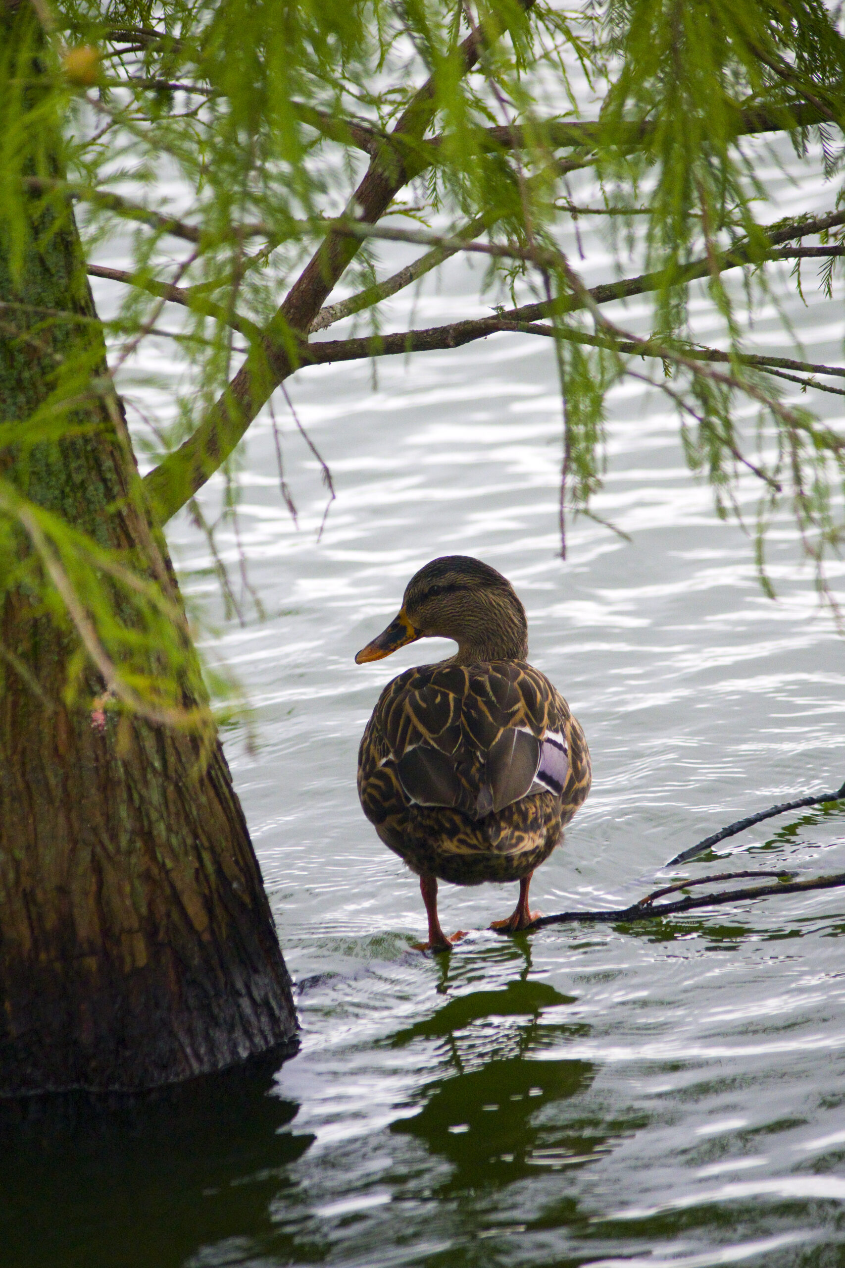 Mallard Morton L Lakeland Fl 10 04 16 012