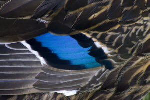 Mallard Speculum Morton L Lakeland Fl 10 04 16