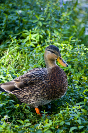 Mottled Duck Morton L Lakeland Fl 10 04 16 004