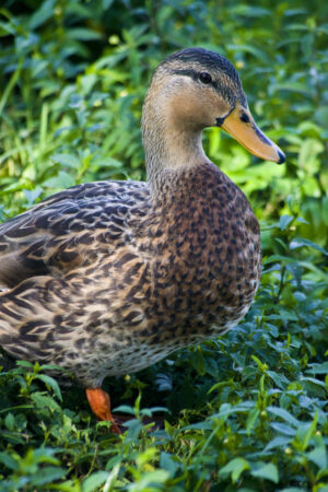 Mottled Duck Morton L Lakeland Fl 10 04 16 007