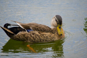 Mottled Duck Morton L Lakeland Fl 10 04 16 010