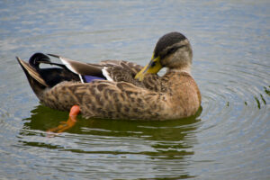 Mottled Duck Morton L Lakeland Fl 10 04 16 011