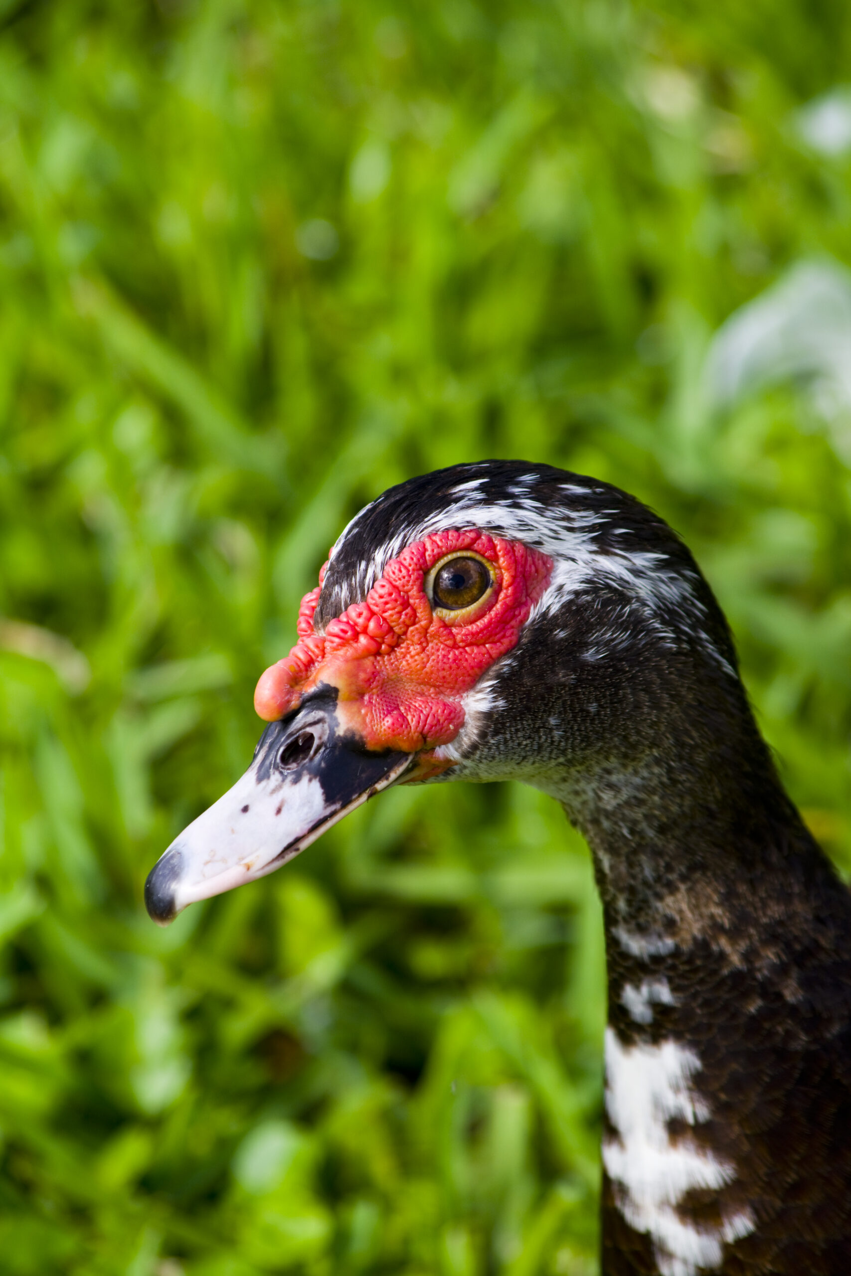 Muscovy Duck Morton L Lakeland Fl 10 03 16 001