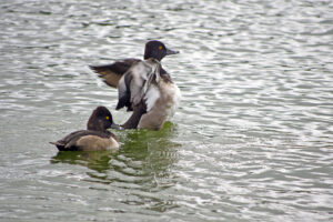 Ring Necked Ducks Morton L Lakeland Fl 10 05 06 002