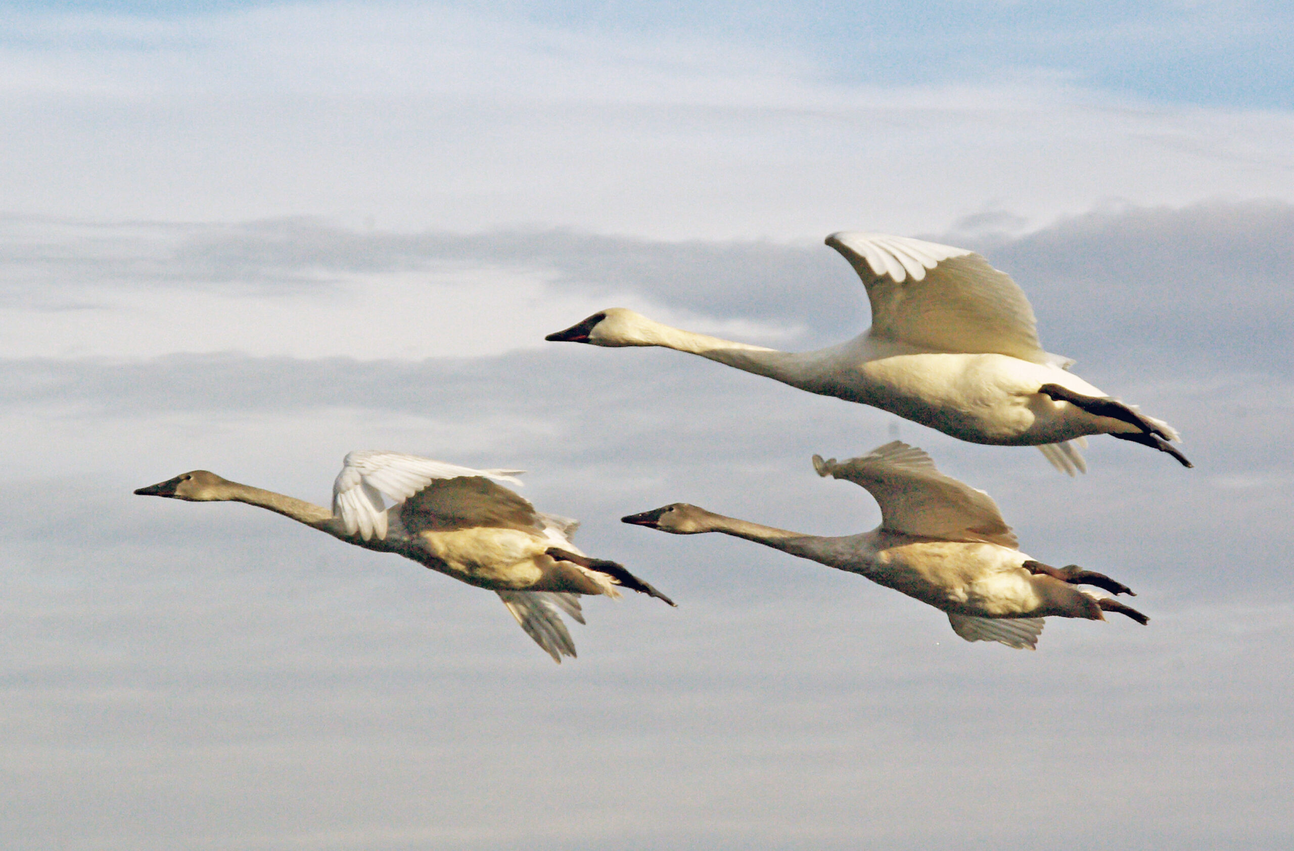 Trumpeter Swan 032