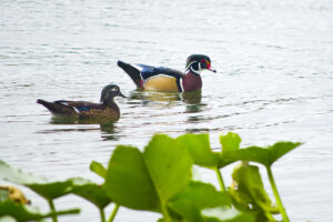 Wood Duck Morton L Lakeland Fl 10 03 16 002