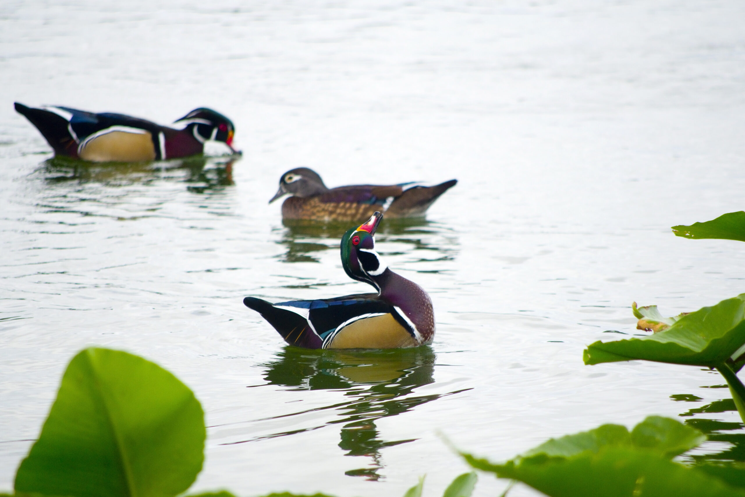 Wood Duck Morton L Lakeland Fl 10 03 16 026