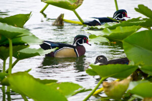 Wood Duck Morton L Lakeland Fl 10 03 16 027