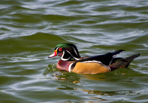 Wood Duck Morton L Lakeland Fl 10 03 16 038