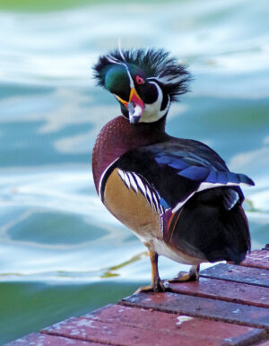 Wood Duck Drake Morton L Lakeland Fl Ts 10 03 16 008