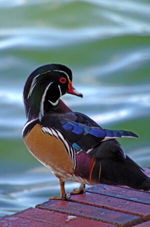 Wood Duck Drake Morton L Lakeland Fl Ts 10 03 16 010